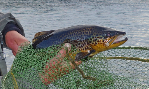  hill loch brown trout 