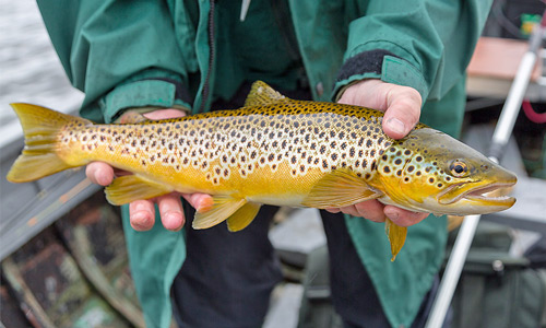  loch eye brown trout 